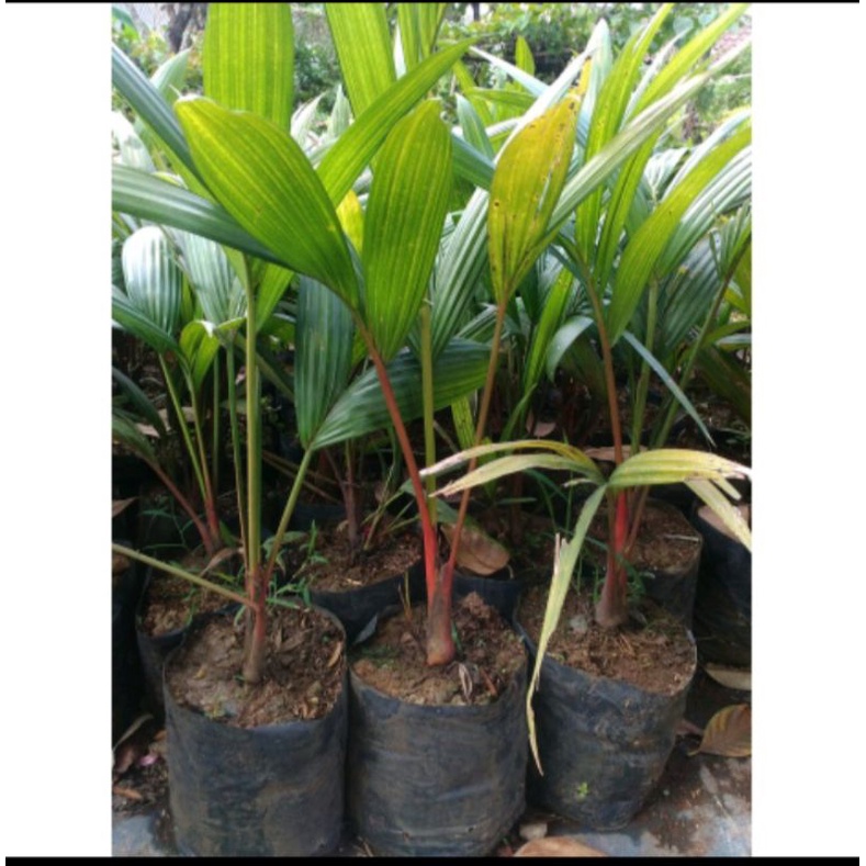 tanaman hias palem merah/pinang merah