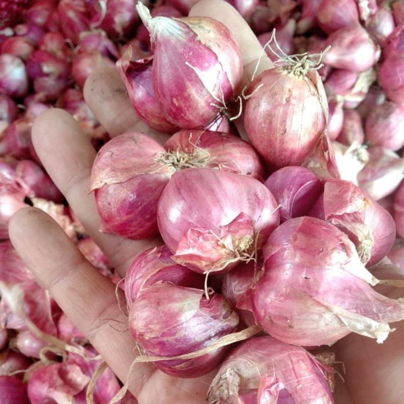 

Bawang Merah Super Bawang Merah Brebes Segar Kering Sayur Segar Cikarang