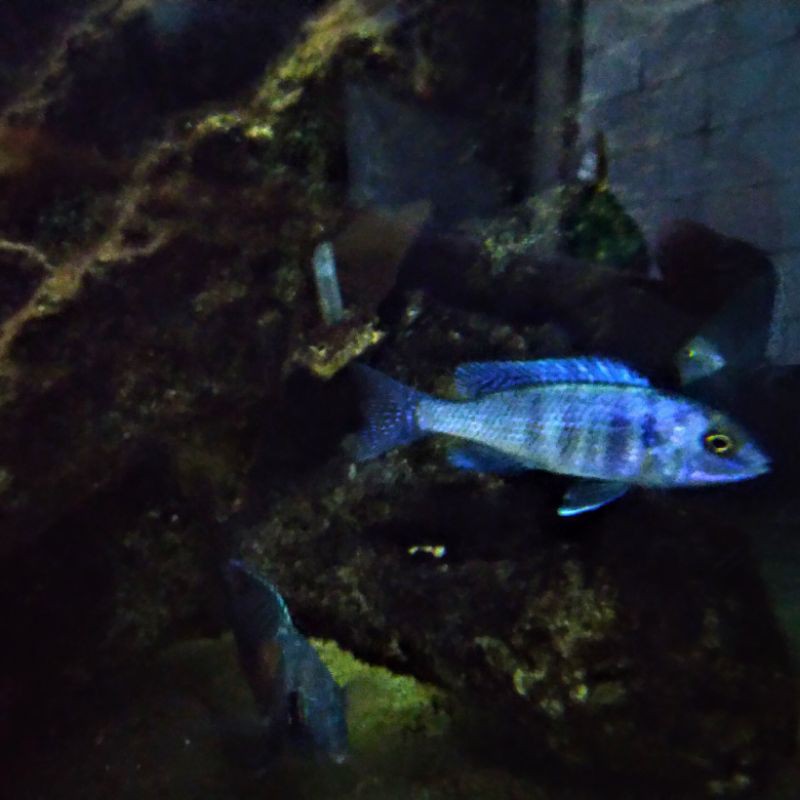 blue dolphin / blue mori African Cichlid