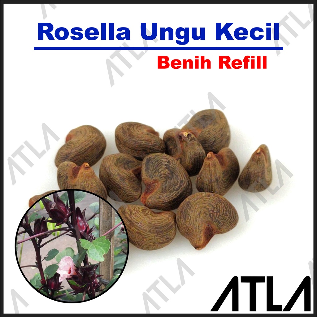 Benih Bunga Rosella Ungu Kecil Bibit Teh Herbal Biji Tanaman Roselle Refill