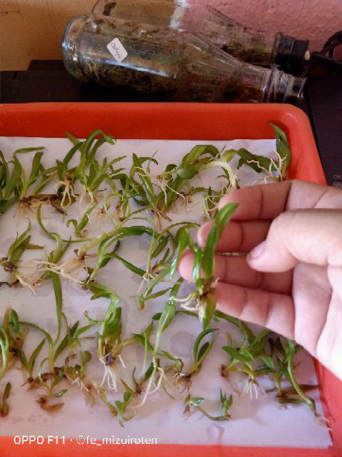 Anggrek Dendrobium Botol Hybrid Siap Aklimatisasi