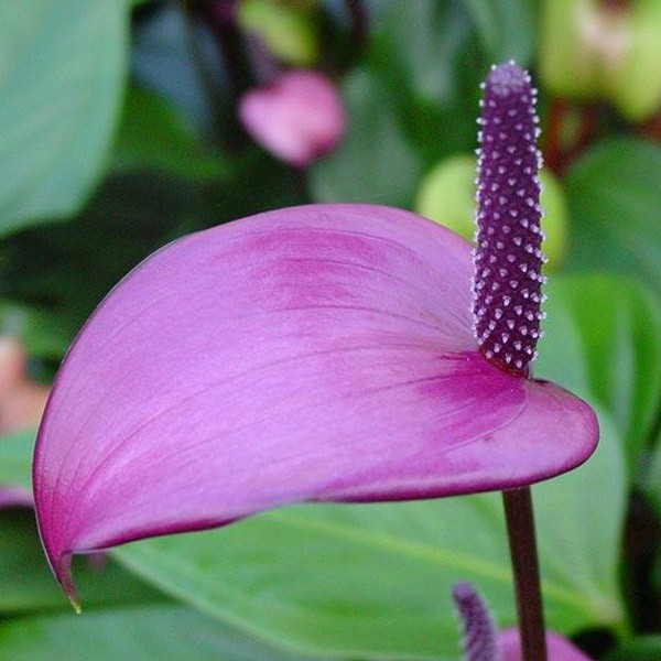  Tanaman  Hias  Anthurium Ungu  Shopee Indonesia