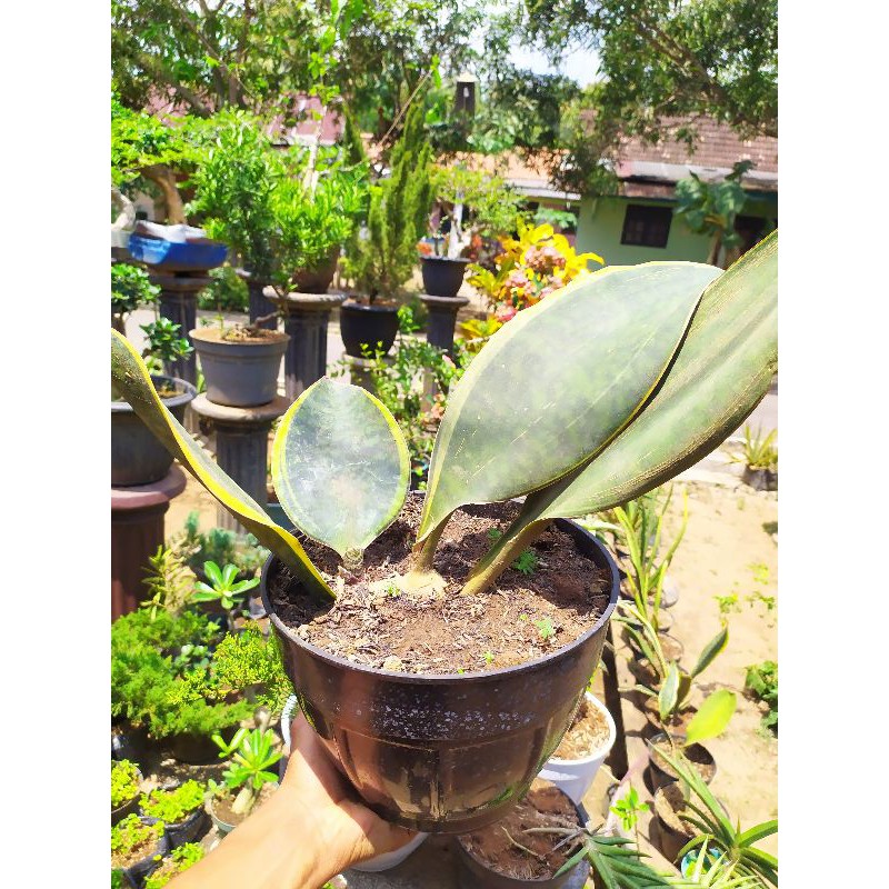 Sansevieria masoniana varigata