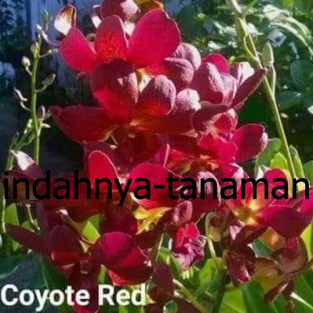 NEW Anggrek dendrobium coyote red