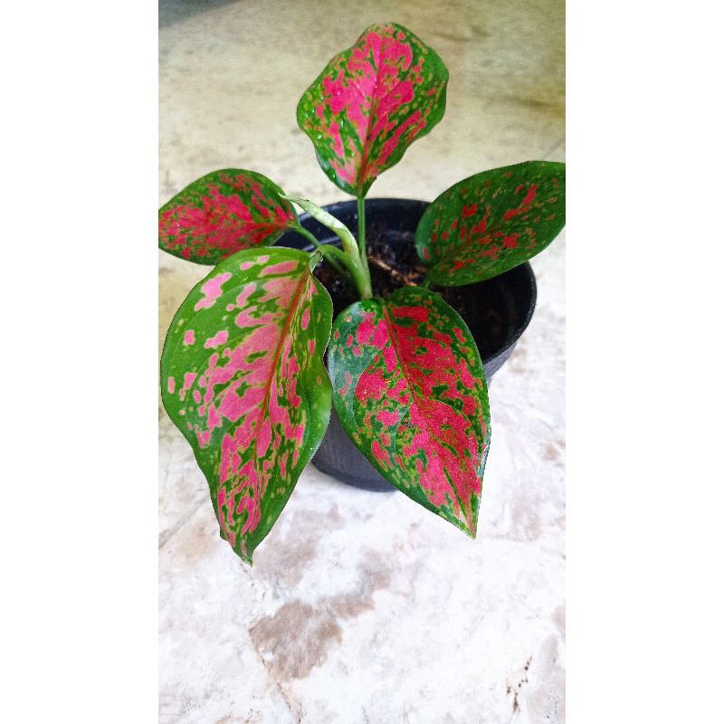 tanaman hias aglonema tanaman hias anjamani red sumatra donacarmen big roy aglonema variegata