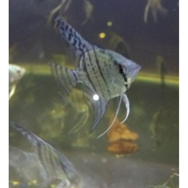 Ikan hias manfish blue pinoy