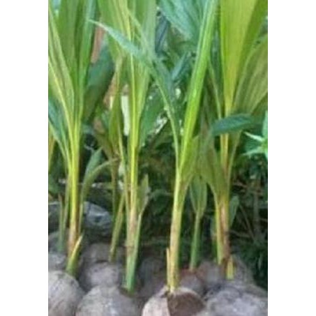 Produk Ready Lte Bibit Tanaman Kelapa Ijo Wulung - Kelapa Wulung Hijau