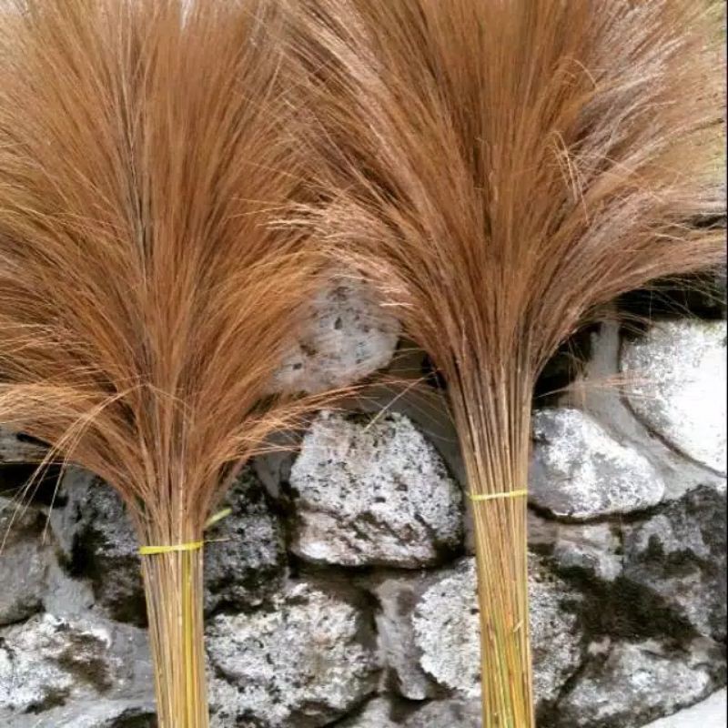 Pampas kering lokal daun kering fried flower original Pampas kering lokal daun kering fried flower original