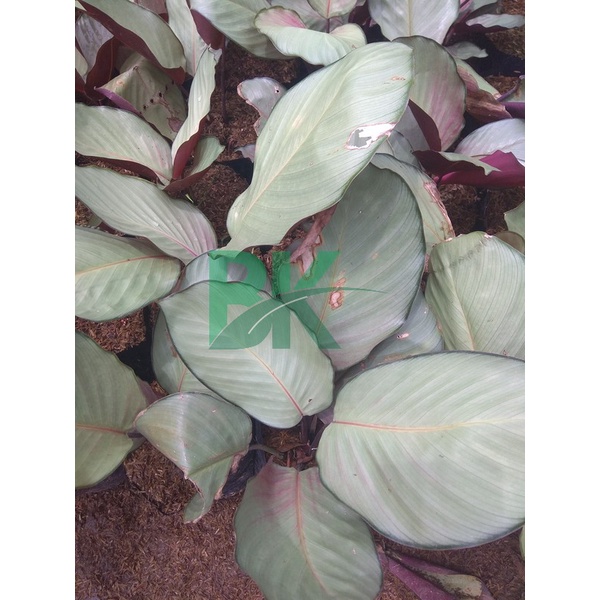 Tanaman Hias Calathea Silver Plate Pink  Calathea Silver Plate (Tanaman Hidup - Bunga Hidup Murah) - BAKUL KEMBANG