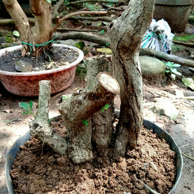 Bahan Bonsai lantana