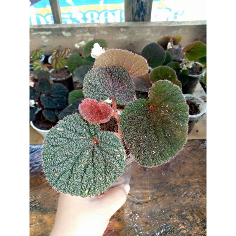 begonia sp borneo