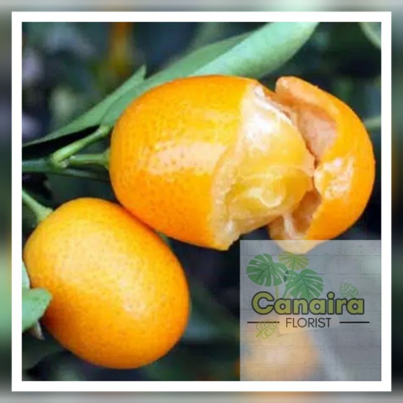 Bibit Tanaman Buah Jeruk Nagami (Nagami Kumquat)