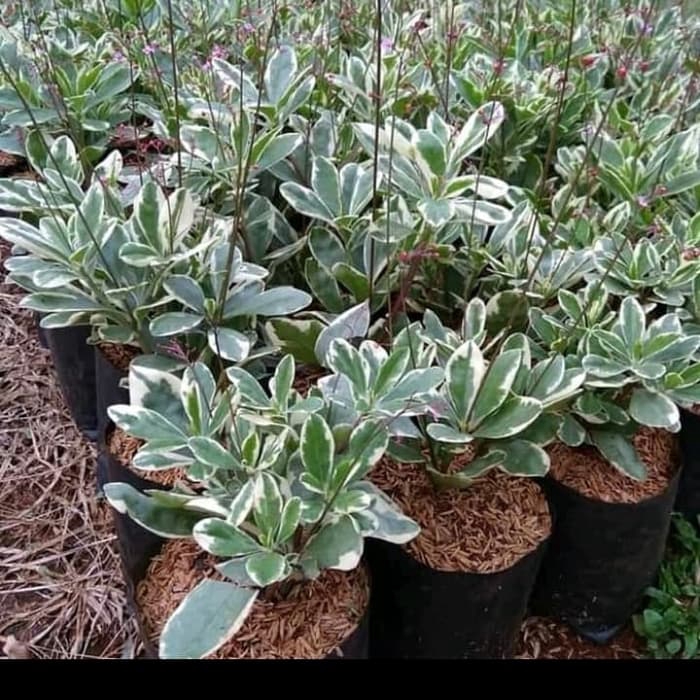 Tanaman hias beringin - beringin putih