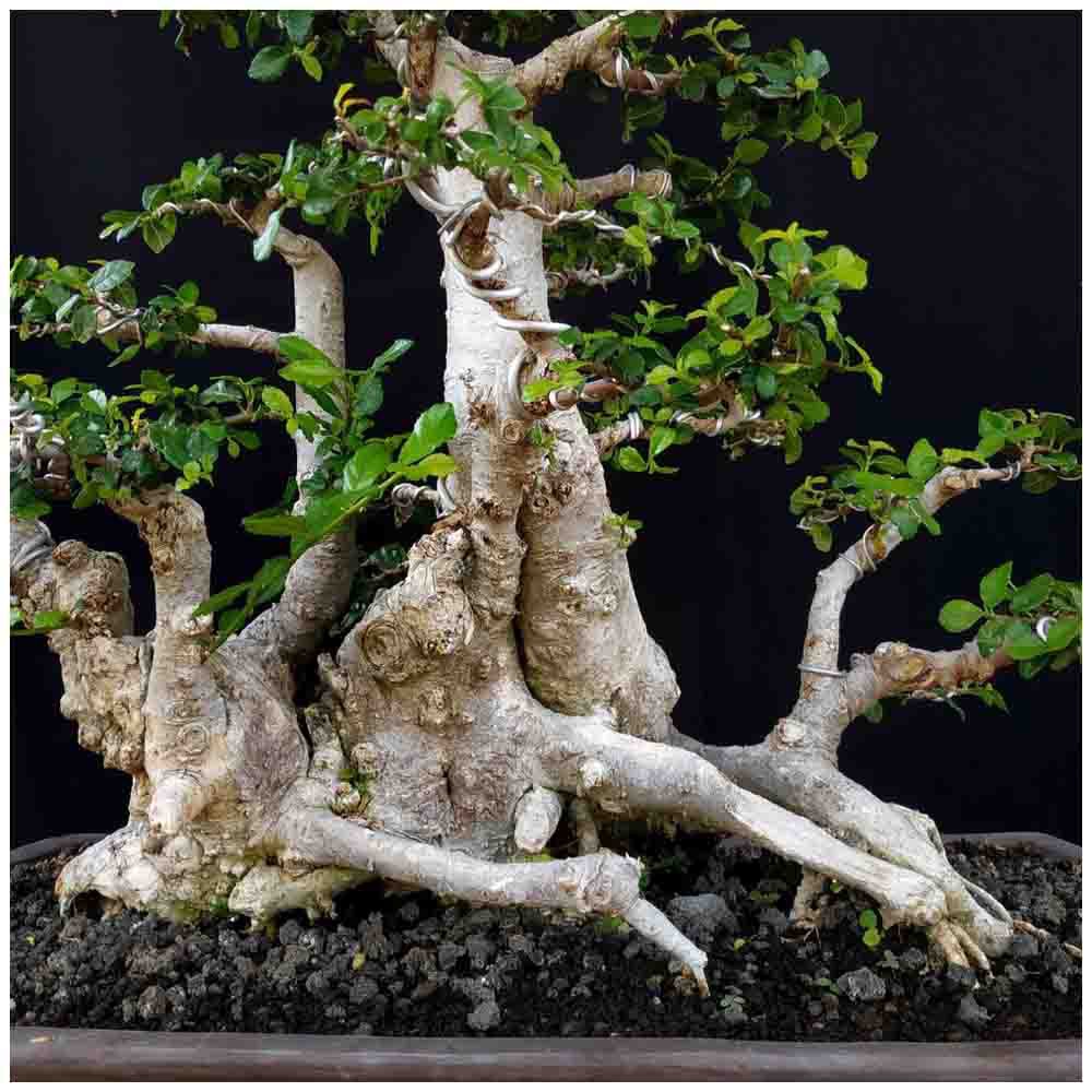 Tanaman Hias Bonsai Pohon Serut Raft Style Prospek Shopee Indonesia