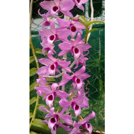 Anggrek Anosnum Gigantea