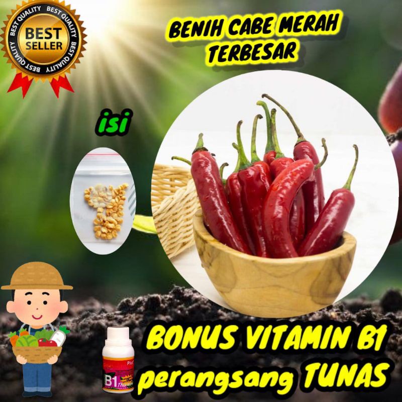 Benih Cabe Merah Terbesar