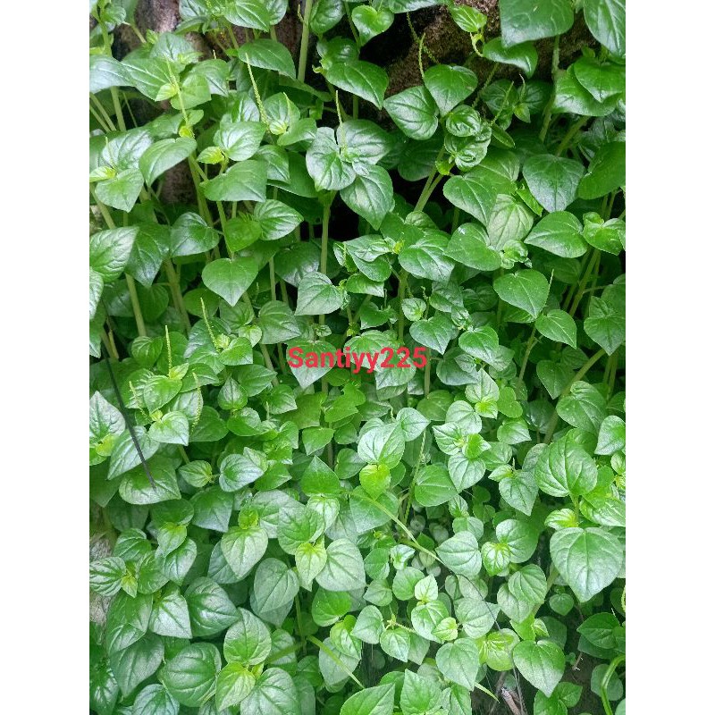 

daun sirih cina plus akar 2 kg segar