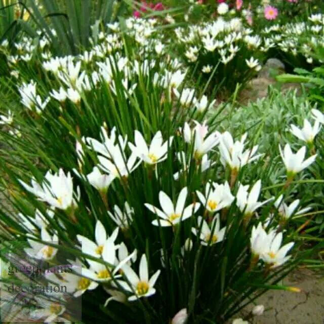 Tanaman hias kucai tulip bunga putih kucai bunga