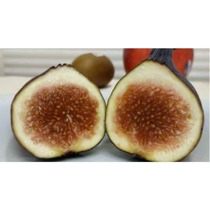 bibit tin hitam Iraqi bibit buah tin rasa manis cepat berbuah