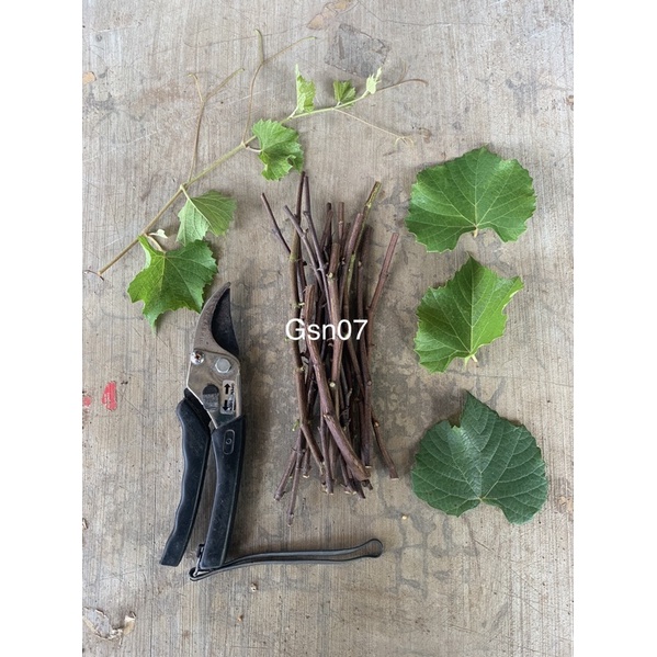 Cutting Fresh Ramsey (Salt Creek) Rootstock Tanaman Anggur Import Valid