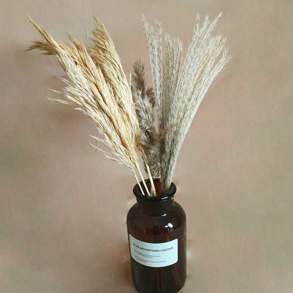 Dried Flower Bali Style Pampas Bundle Lagurus Wheat Oat Pampas Grass Bunga Kering Asli Dekorasi Hias Pajangan