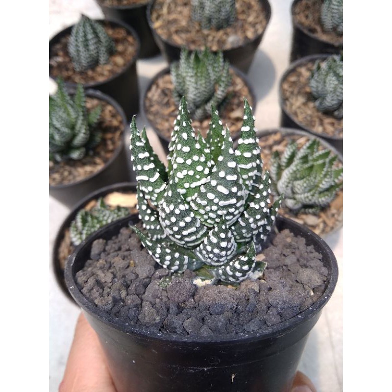 haworthia hybrid giant