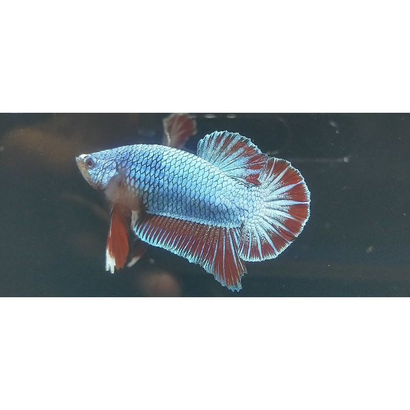 

ikan cupang blue red(line avatar)