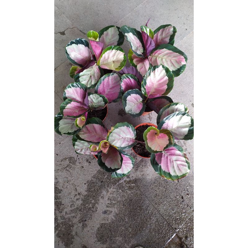 calathea pink rossy import