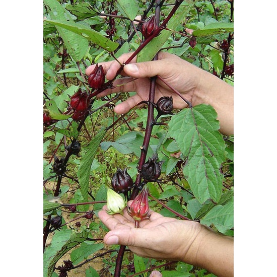 bibit bunga rosella_tumbuhan teh bunga rosella