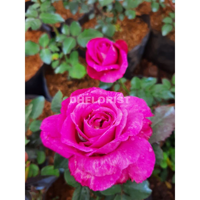 Mawar ungu tua wangi