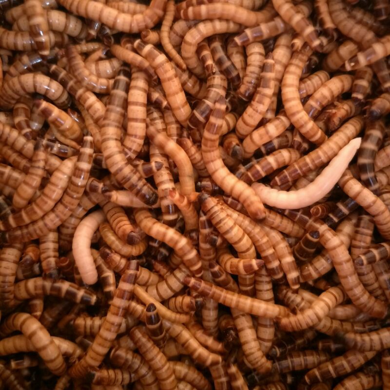 ulat jerman/ulat jerman 250 gram