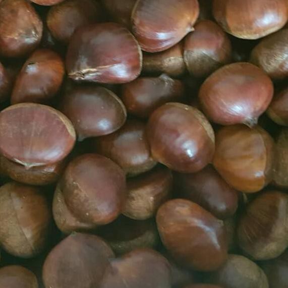 

6.6 SALE CHESTNUT (KACANG KASTANYE) terbaik