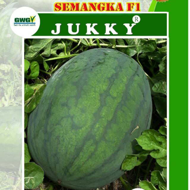 Benih Bibit semangka Non Biji F1 JUKKY / Biji Semangka Non biji / Semangka Unggul F1