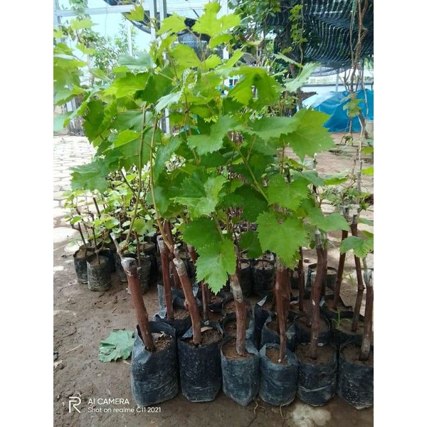 bibit anggur import jupiter hasil grafting cepat berbuah 100% valid