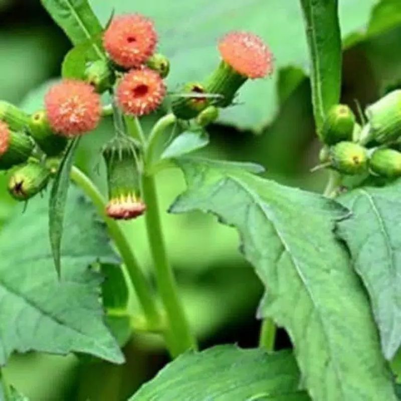 

daun sintrong segar obat herbal alami kondisi segar dan fresh 1 kg