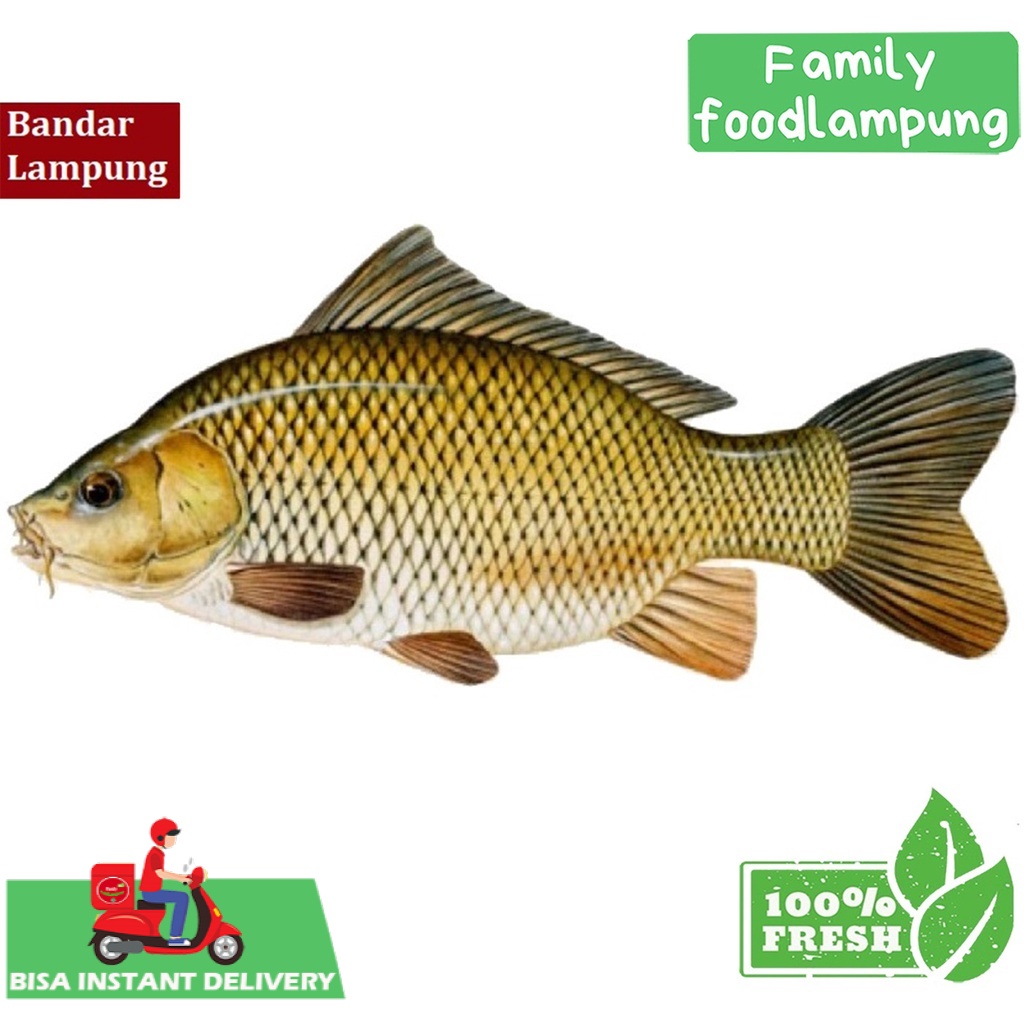 

Ikan Mas Segar Fresh 500 gram Family Food