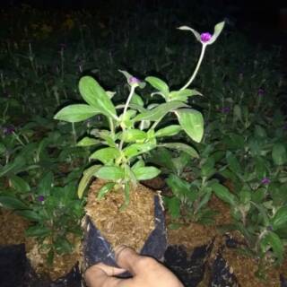 Tanaman Bunga Kancing Tanaman Bunga Knop Tanaman Gomphrena Tanaman Bunga Kancing Tanaman Bunga Knop Tanaman Gomphrena