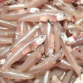 

Teri Segar / Teri Basah 500gr
