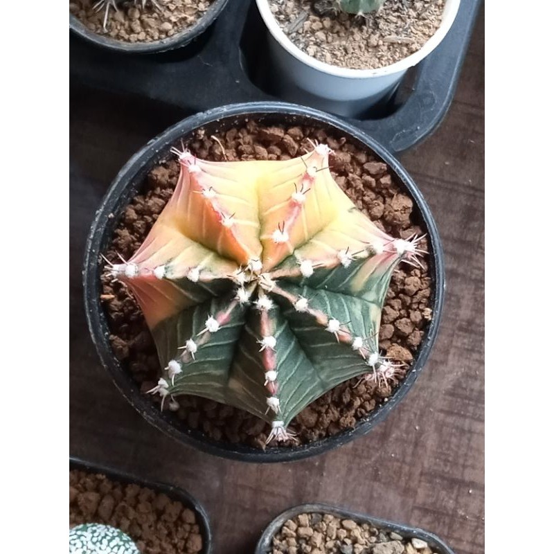 GYMNO MIHA STARFIRE INDUKAN