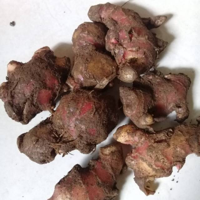 

Bibit jahe merah bertunas