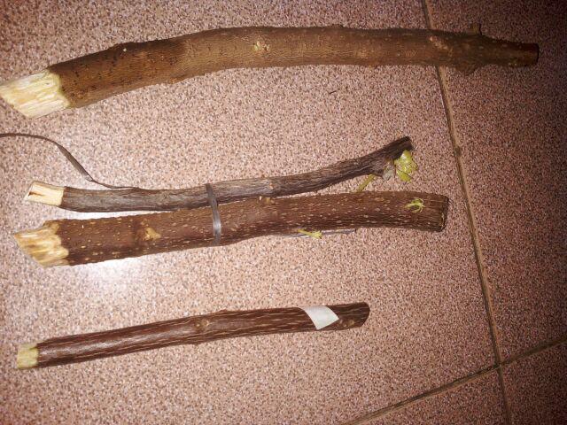 Tanaman Hias Bougenville Singapur Varigata Sudah Berakar. Bogenvile