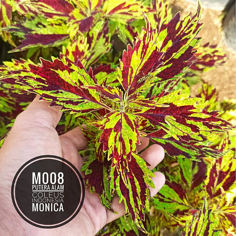 Miana mini id Monica/Miana mini langka/