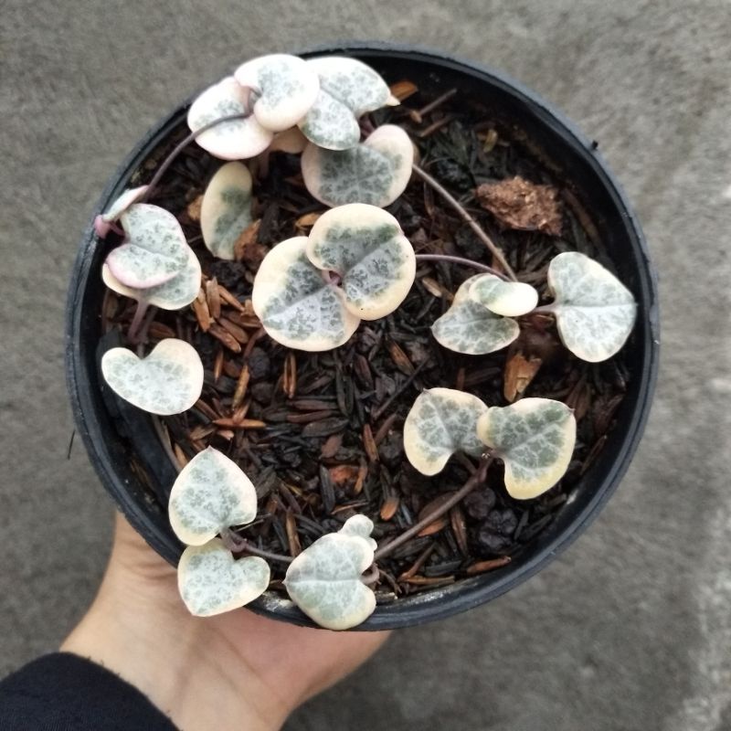 Ceropegia Woodii/String of Heart Variegated