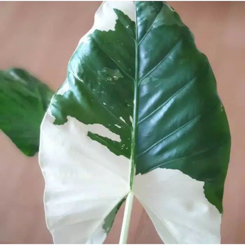 Tanaman hias alocasia varigata - lompong varigata