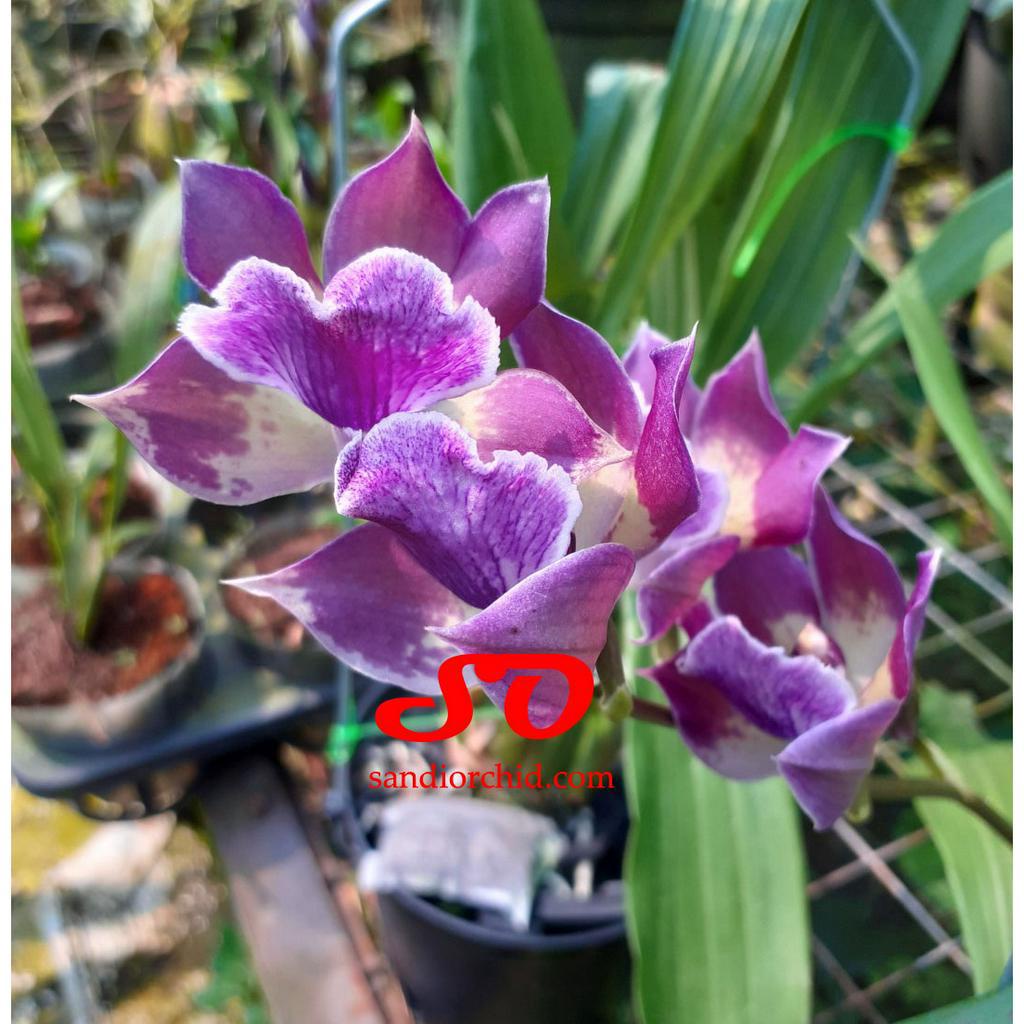 [ DEWASA ] Zygonisia Murasaki Komachi | Anggrek Langka & Elegan, Tahan Panas, Wangi Pedas