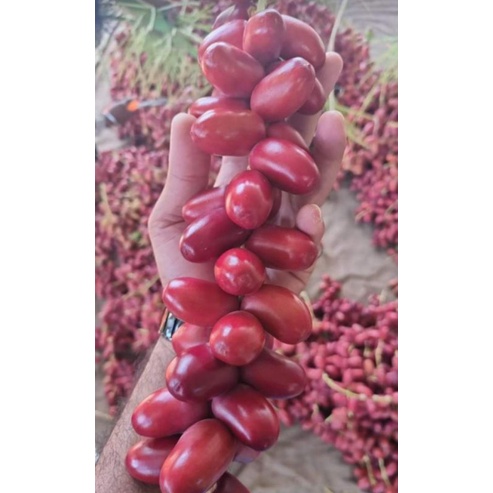 Kurma Muda Kuning Merah Hijau 1 kg/Fresh Dates/Kurma Segar/Ruthob/Kurma Promil
