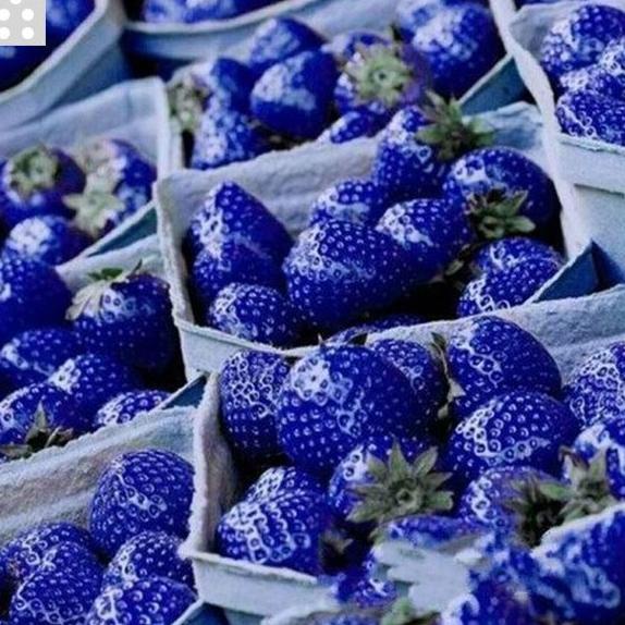 KWALITAS TERBAIK 10 Benih Bibit Buah Strawberry Biru Import VIRAAAALL