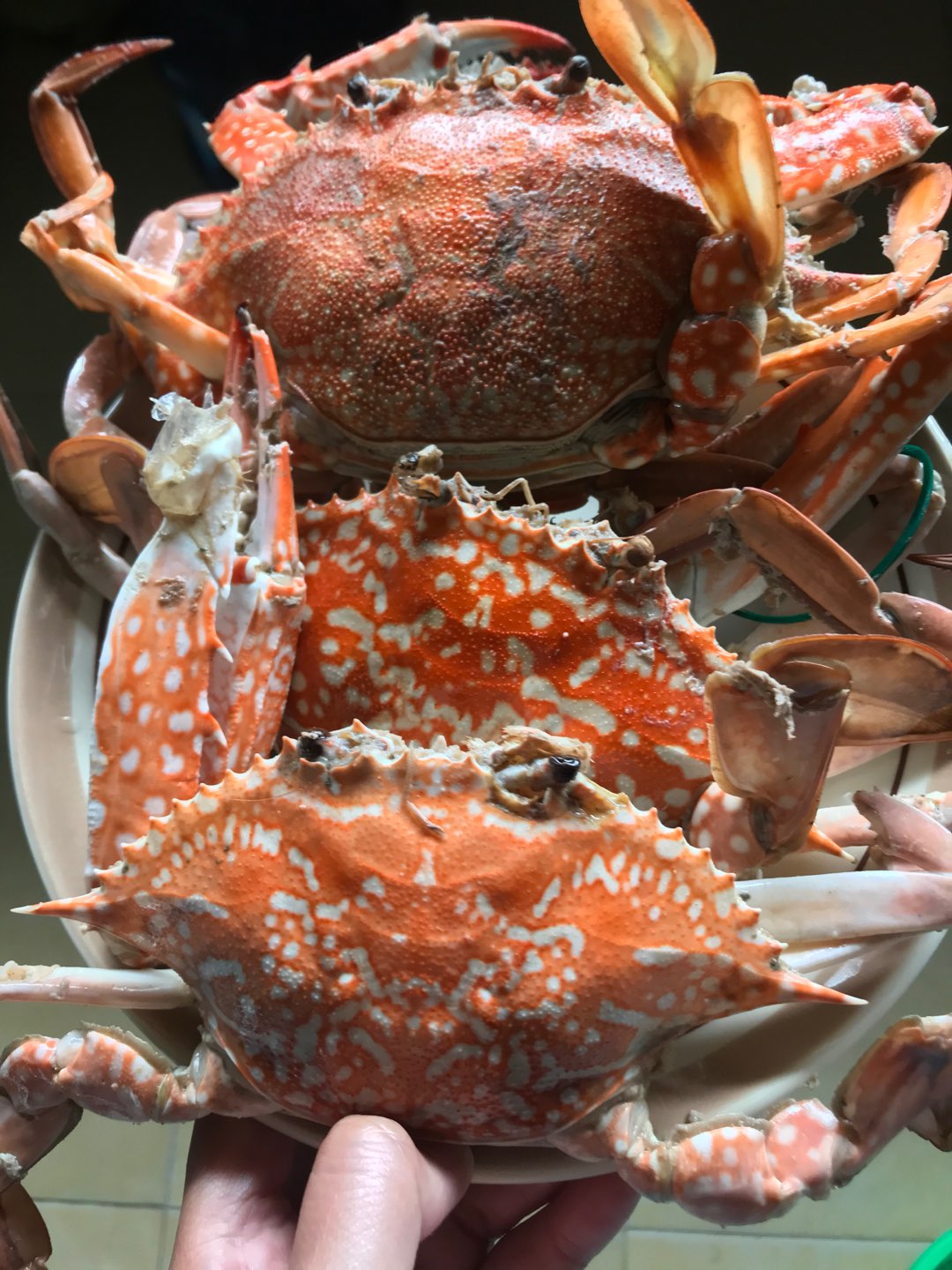 Kemeja Batik Pria Lengan Panjang Premium Motif Daun Pepaya Coklat Choklat Cokelat 728094 Cap 72