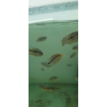 kamfa f3 mongkol thailand