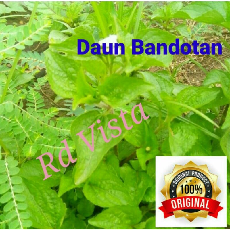 

Daun babandotan bandotan wedusan segar 100 gram